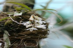Dendrobium heyneanum